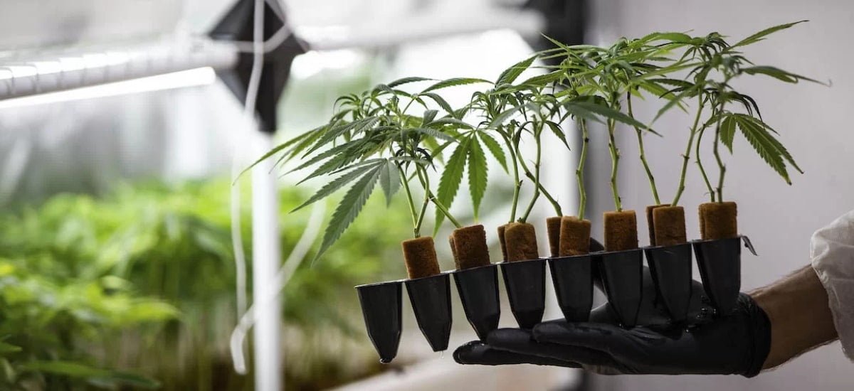 Plantar Cannabis