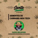 Santa Cannabis Podcast