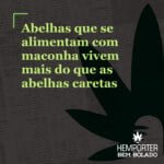 Hemporter - Hemp Trumpho