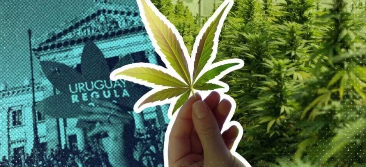 Uruguai regulamentou a cannabis