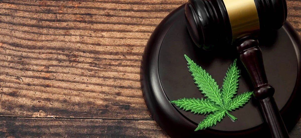 lei estadual de cannabis