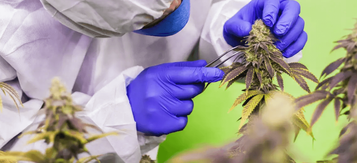 laboratório da Santa Cannabis