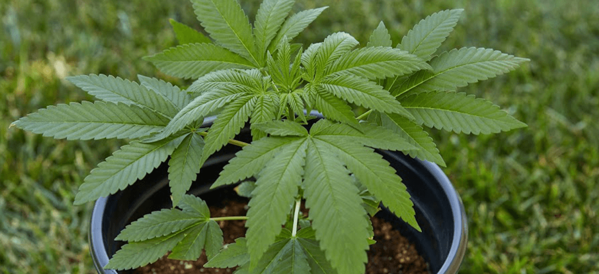 paciente de cannabis é presa