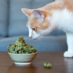 Hemporter - Hemp Trumpho Hemporter - Hemp Trumpho