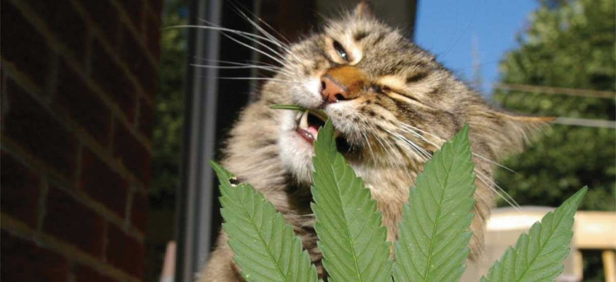 cannabis em gatos