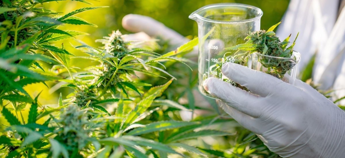 Ministério da Saúde fornece Cannabis