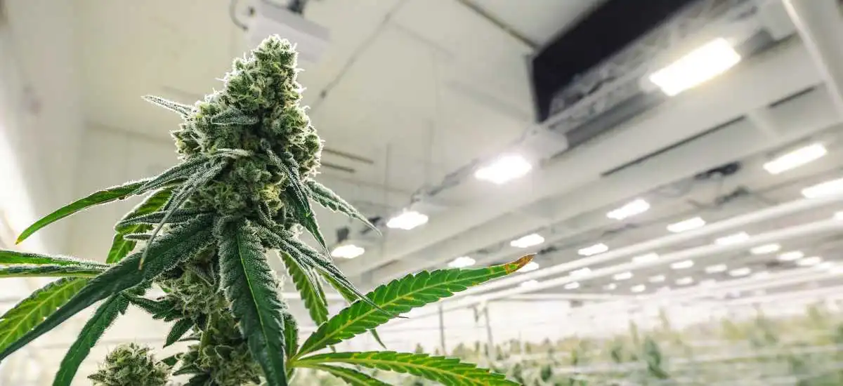 Indústria da Cannabis no Brasil