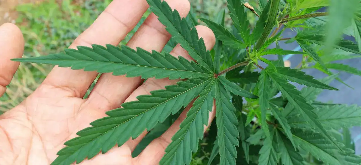 Habeas Corpus para plantar maconha como conseguir