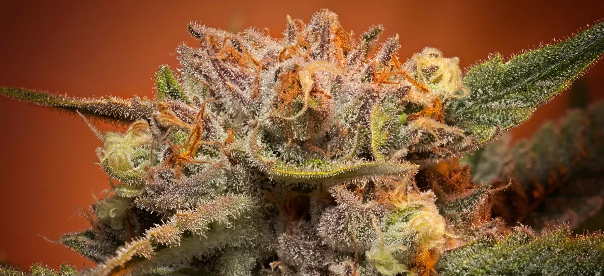 flores de cannabis in natura