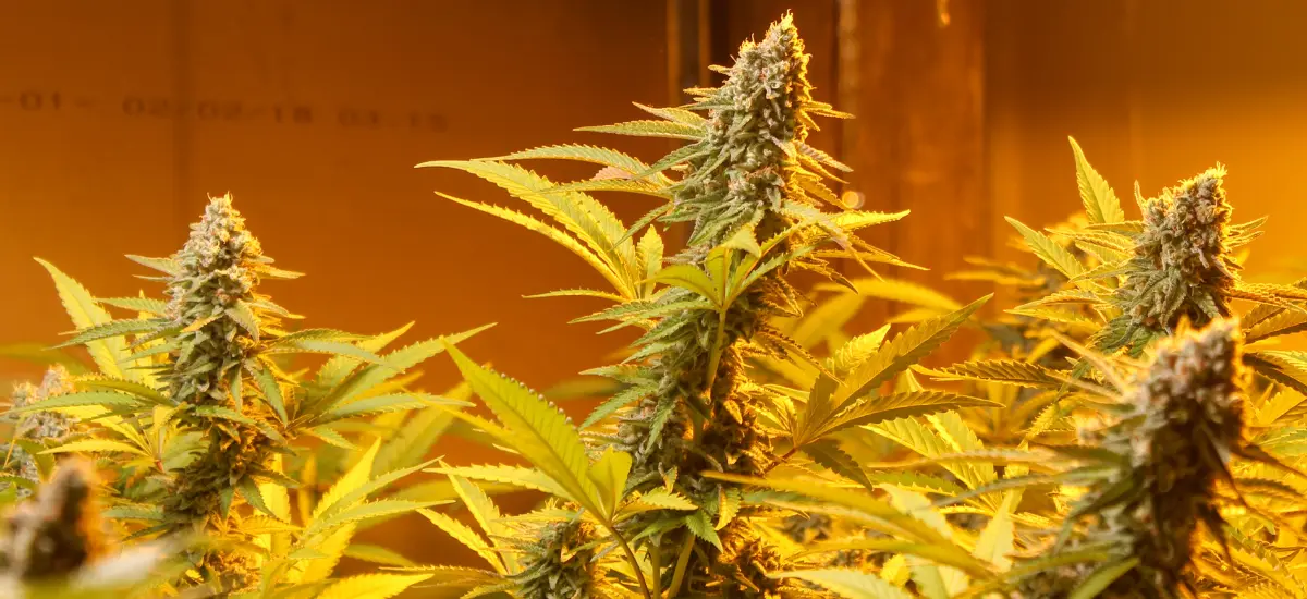 legalizacao maconha uruguai