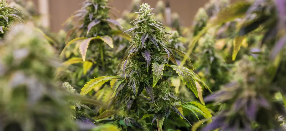 maconha medicinal