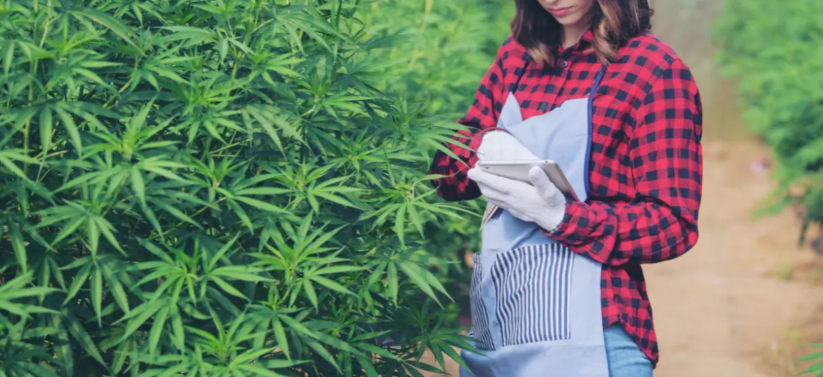 embrapa plantar maconha