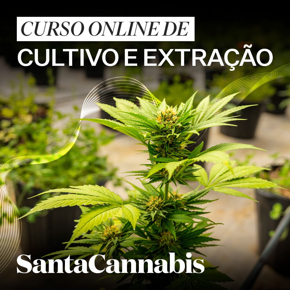 56º Curso de Cultivo e Extração de Cannabis Medicinal PARA HC - Santa Cannabis no Quintal