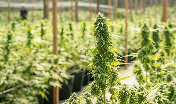 Plantas de cannabis floridas numa estufa